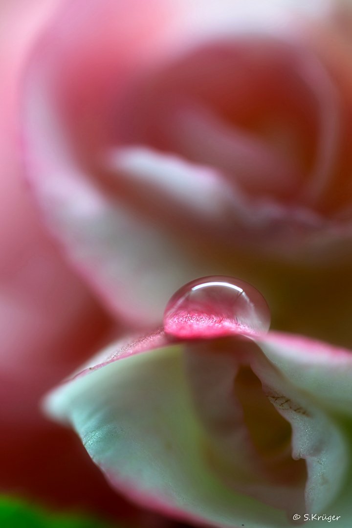 Wassertropfen auf ein Rosenblatt