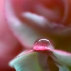 Wassertropfen auf ein Rosenblatt