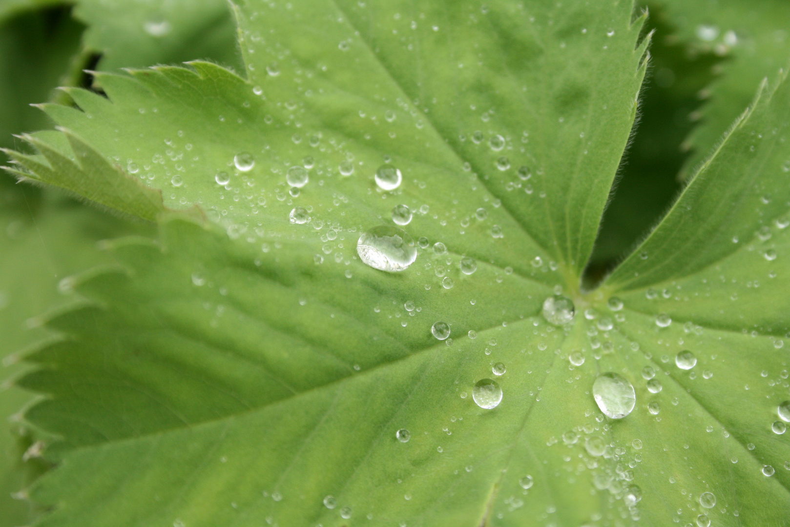 Wassertropfen auf einem Alchemillablatt