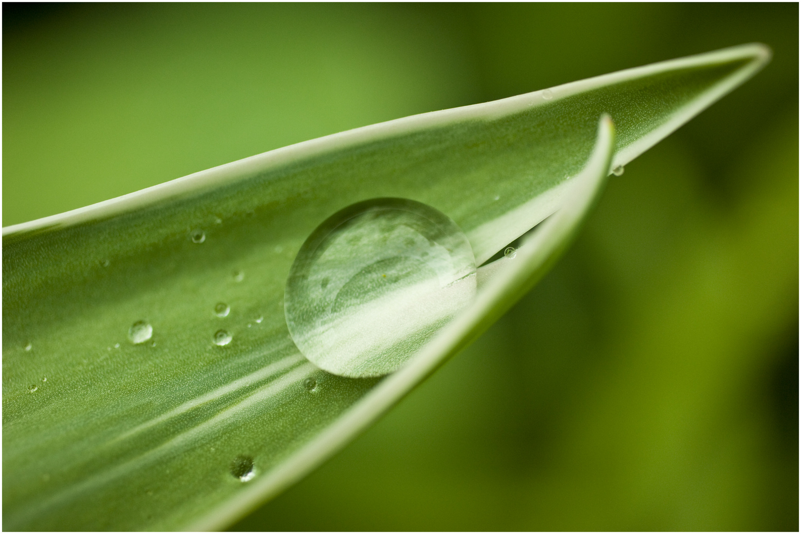 Wassertropfen auf einem Blatt