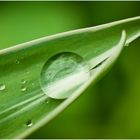 Wassertropfen auf einem Blatt