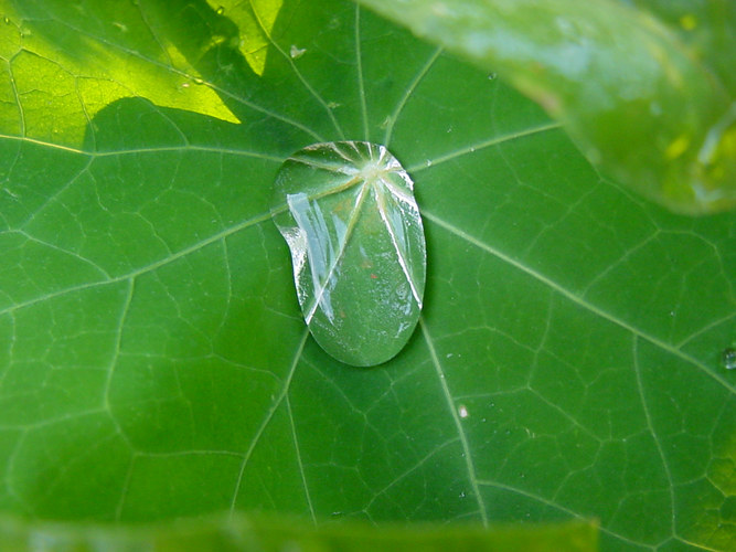 Wassertropfen auf einem Blatt