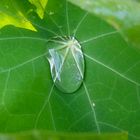 Wassertropfen auf einem Blatt