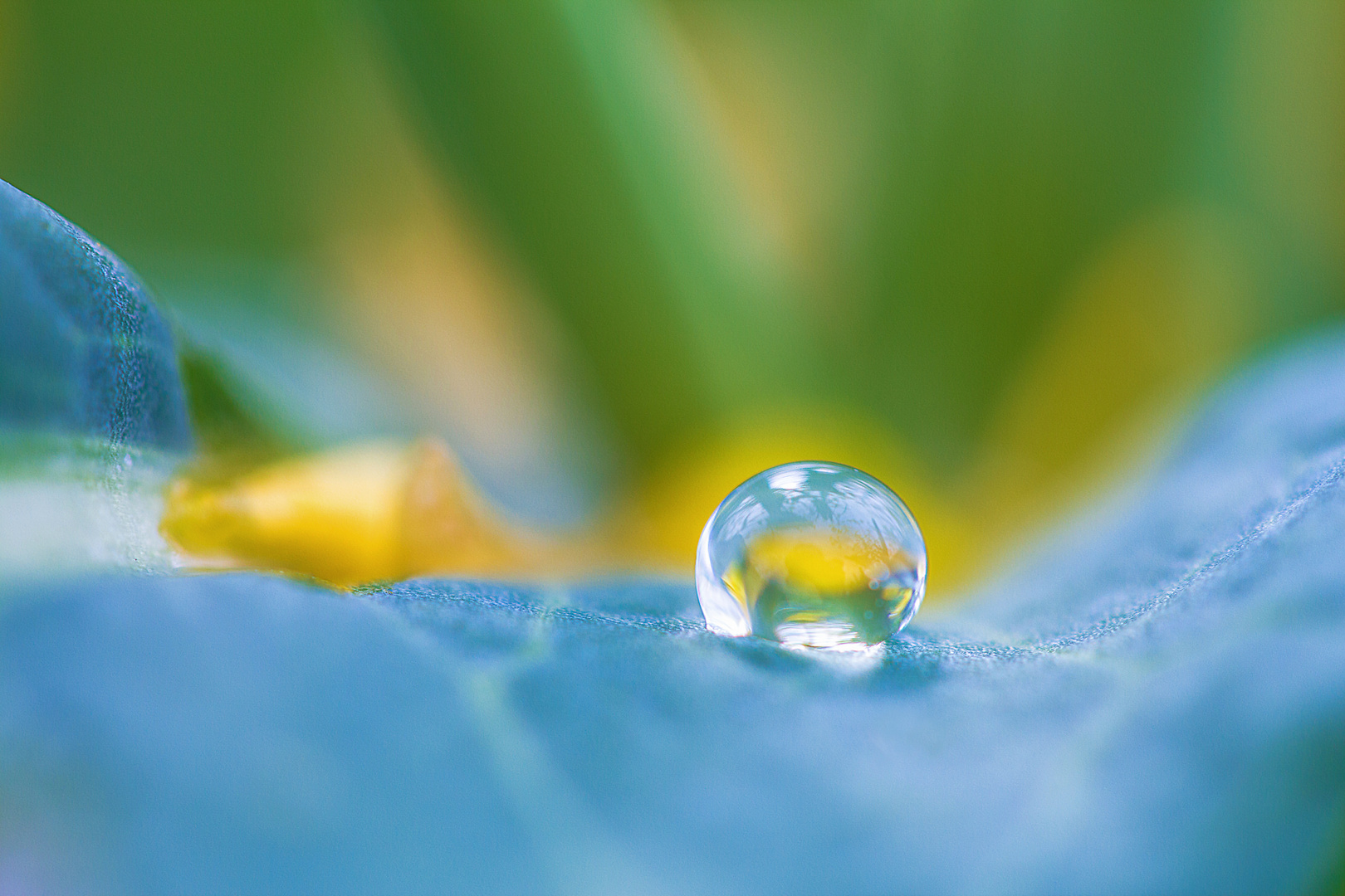 Wassertropfen auf einem Blatt