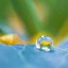 Wassertropfen auf einem Blatt