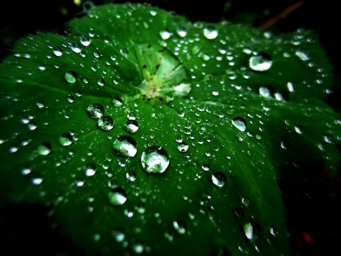 Wassertropfen auf einem Blatt