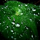 Wassertropfen auf einem Blatt