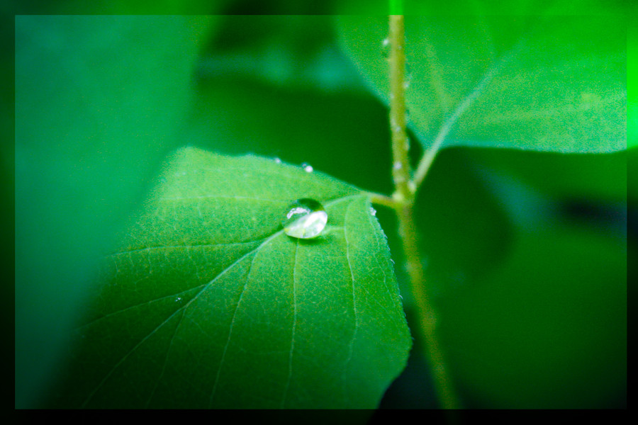 Wassertropfen auf einem Blatt