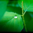 Wassertropfen auf einem Blatt