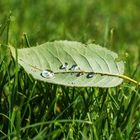 Wassertropfen auf einem Blatt