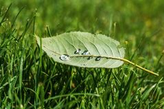 Wassertropfen auf einem Blatt