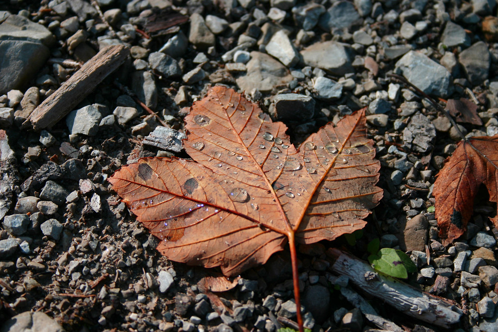 Wassertropfen auf einem Blatt