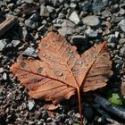 Wassertropfen auf einem Blatt