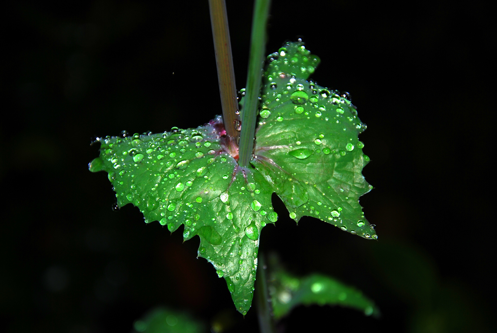 Wassertropfen auf einem Blatt