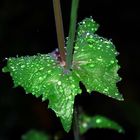 Wassertropfen auf einem Blatt