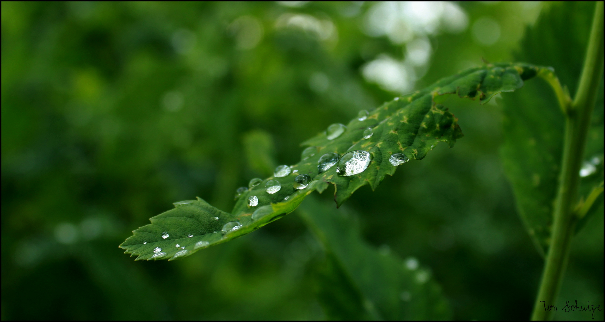 Wassertropfen auf einem Blatt