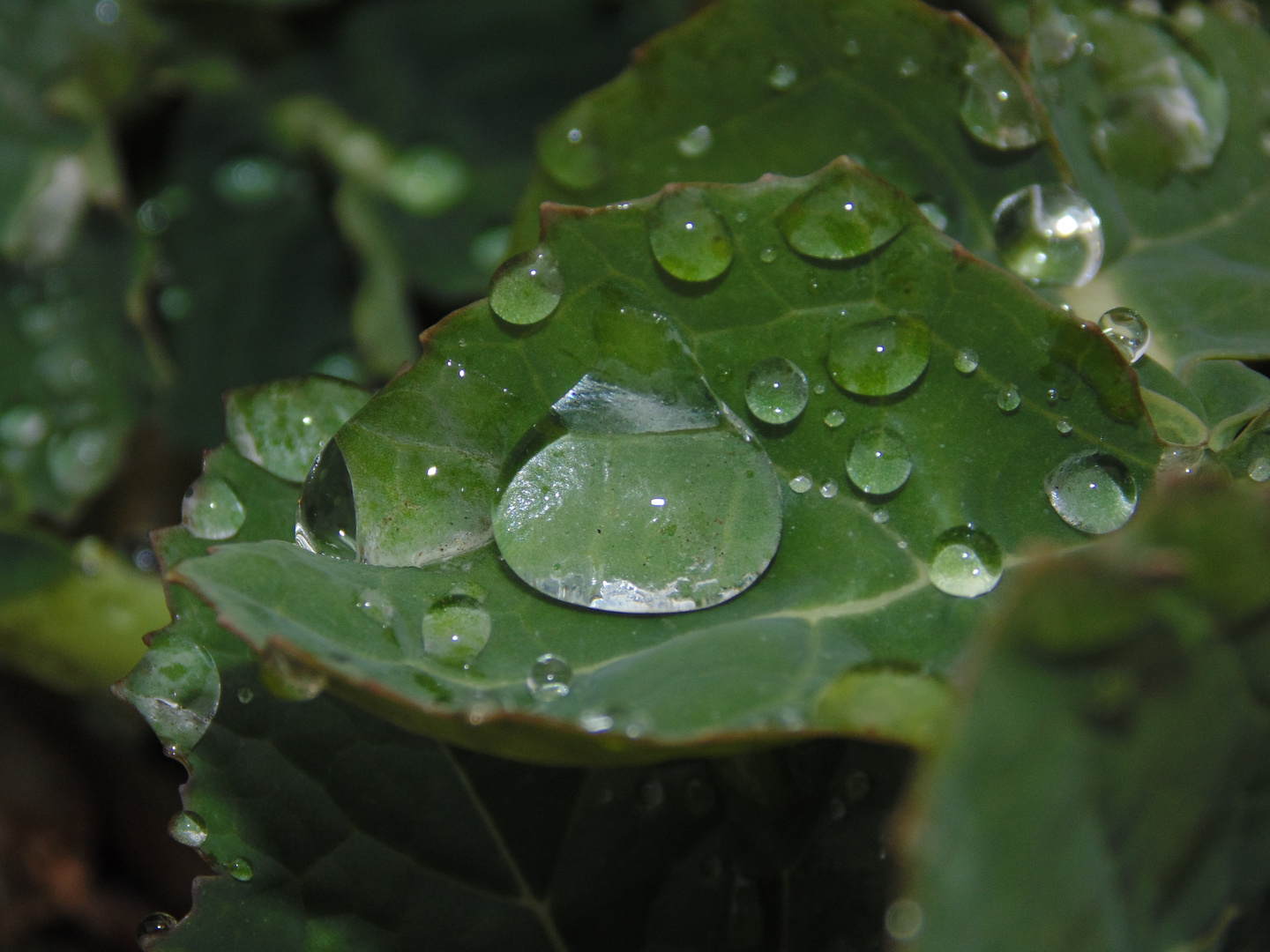 Wassertropfen auf einem Blatt