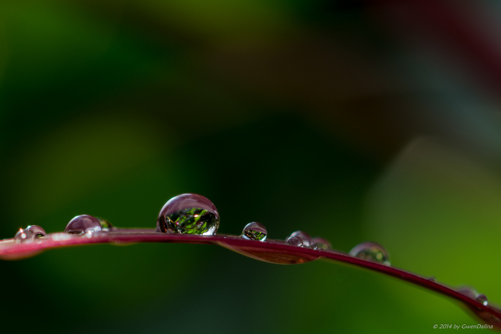 Wassertropfen auf einem Blatt