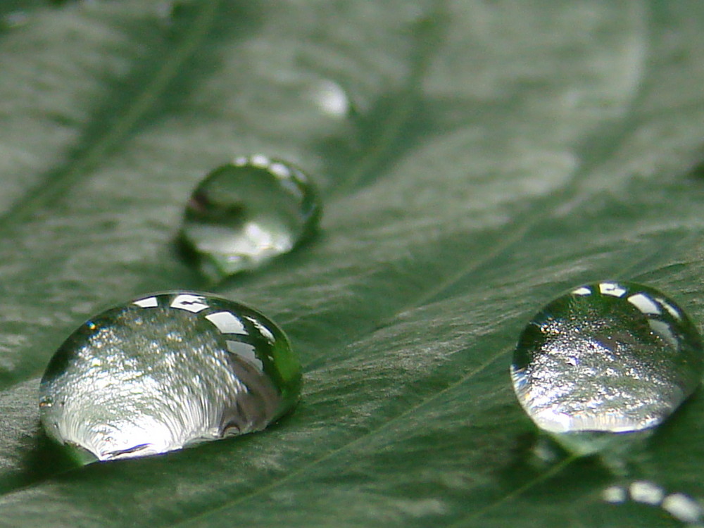 Wassertropfen auf einem Blatt