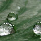 Wassertropfen auf einem Blatt