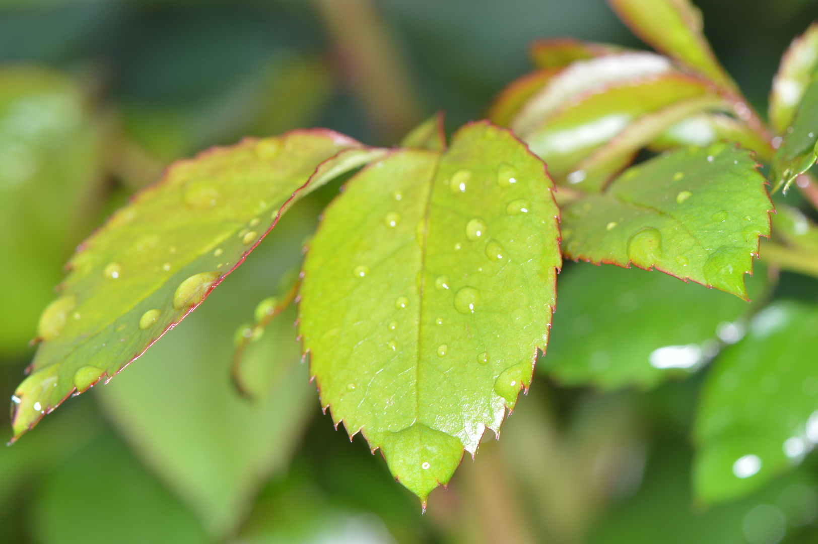 Wassertropfen auf einem Blatt