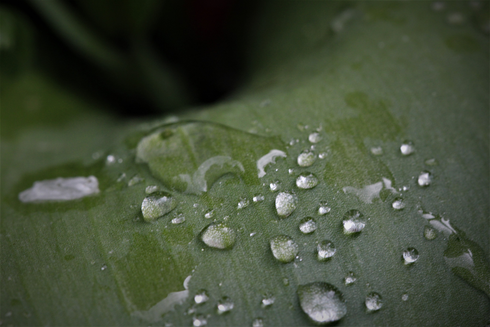 Wassertropfen auf einem Blatt