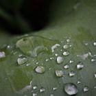 Wassertropfen auf einem Blatt