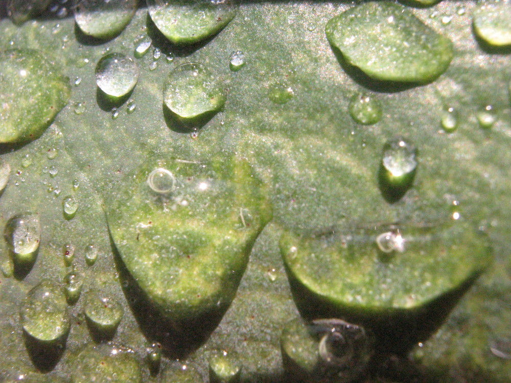 Wassertropfen auf einem Blatt...