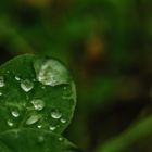 Wassertropfen auf einem Blatt