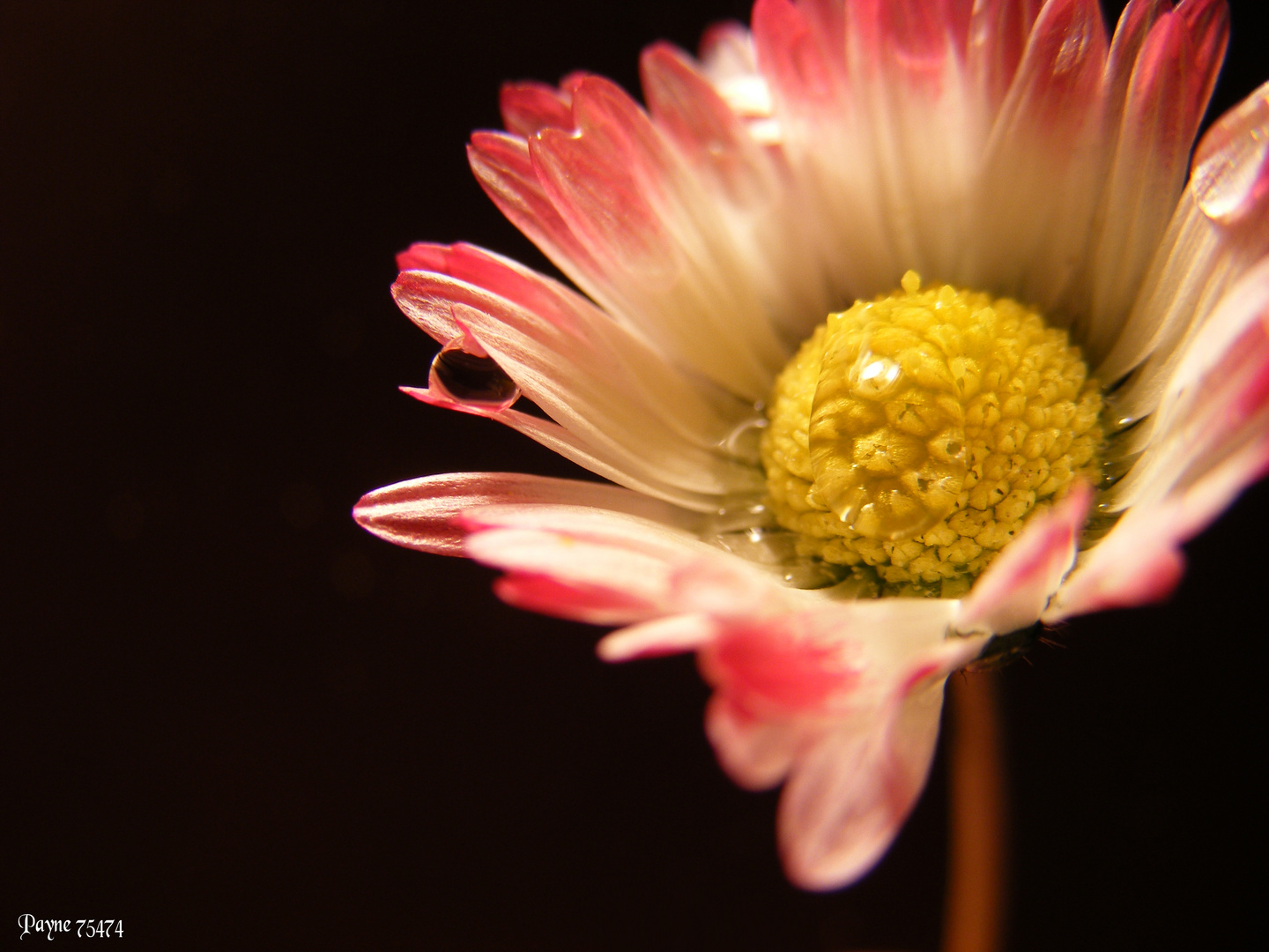 Wassertropfen auf einem Gänseblümchen