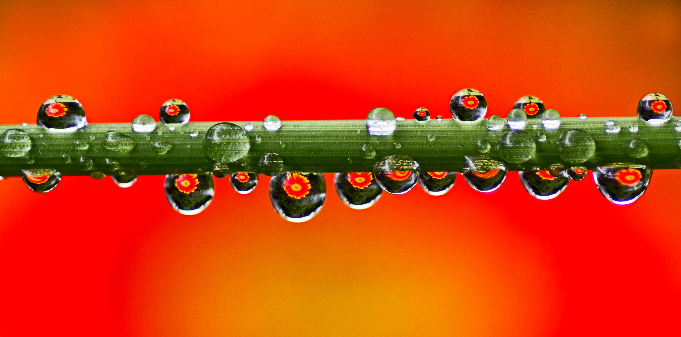 Wassertropfen auf einem Grashalm