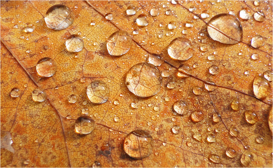 Wassertropfen auf einem Herbstblatt