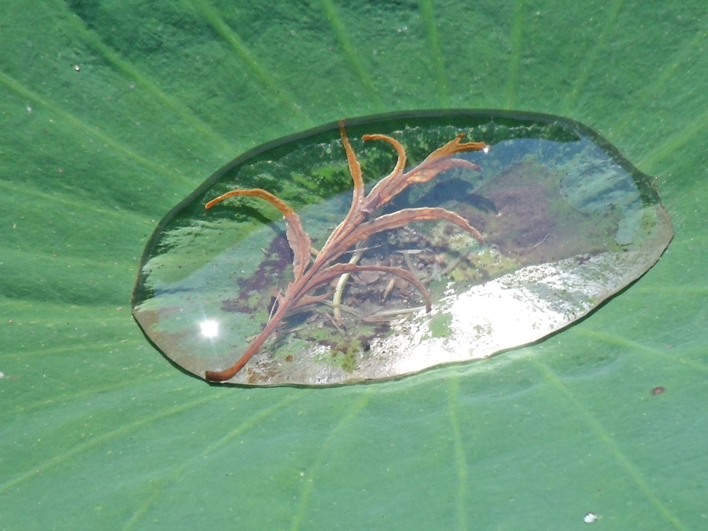 Wassertropfen auf einem Lotusblatt