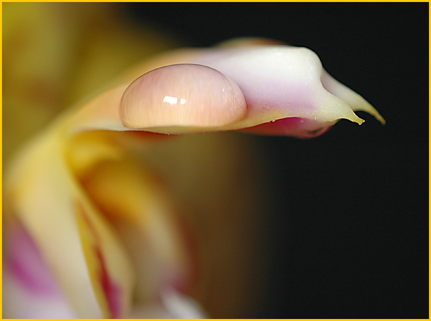 Wassertropfen auf einem Orchideenblatt    .....