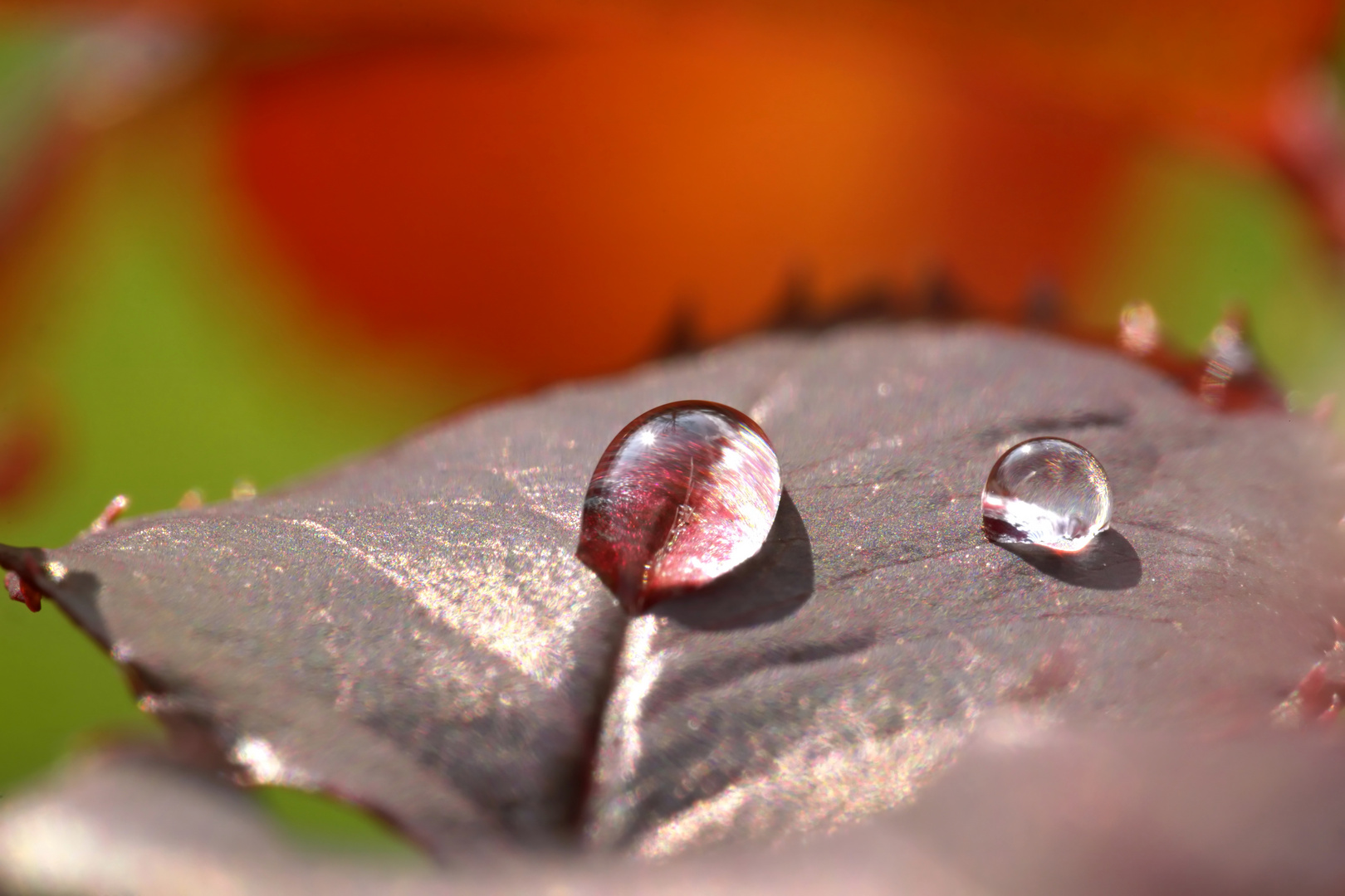 Wassertropfen auf einem Rosenblatt_105mm+x2TC_Einviertel Sek_Iso100_Einpunkt_Lichtwert-0,3