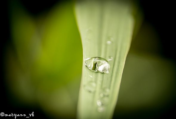 Wassertropfen auf einem Schilfhalm