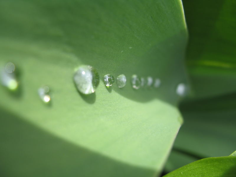 Wassertropfen auf einem Tulpenblatt