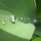 Wassertropfen auf einem Tulpenblatt