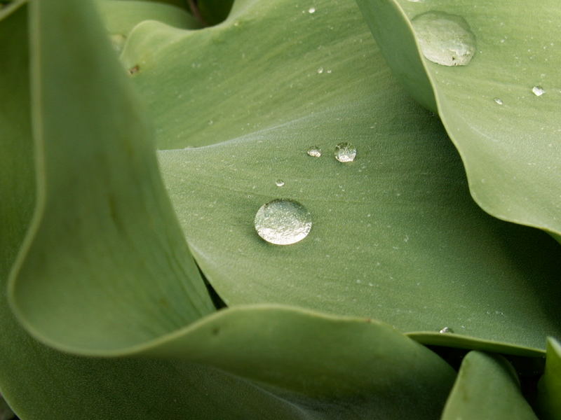 Wassertropfen auf einem Tulpenblatt