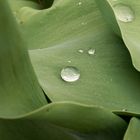 Wassertropfen auf einem Tulpenblatt