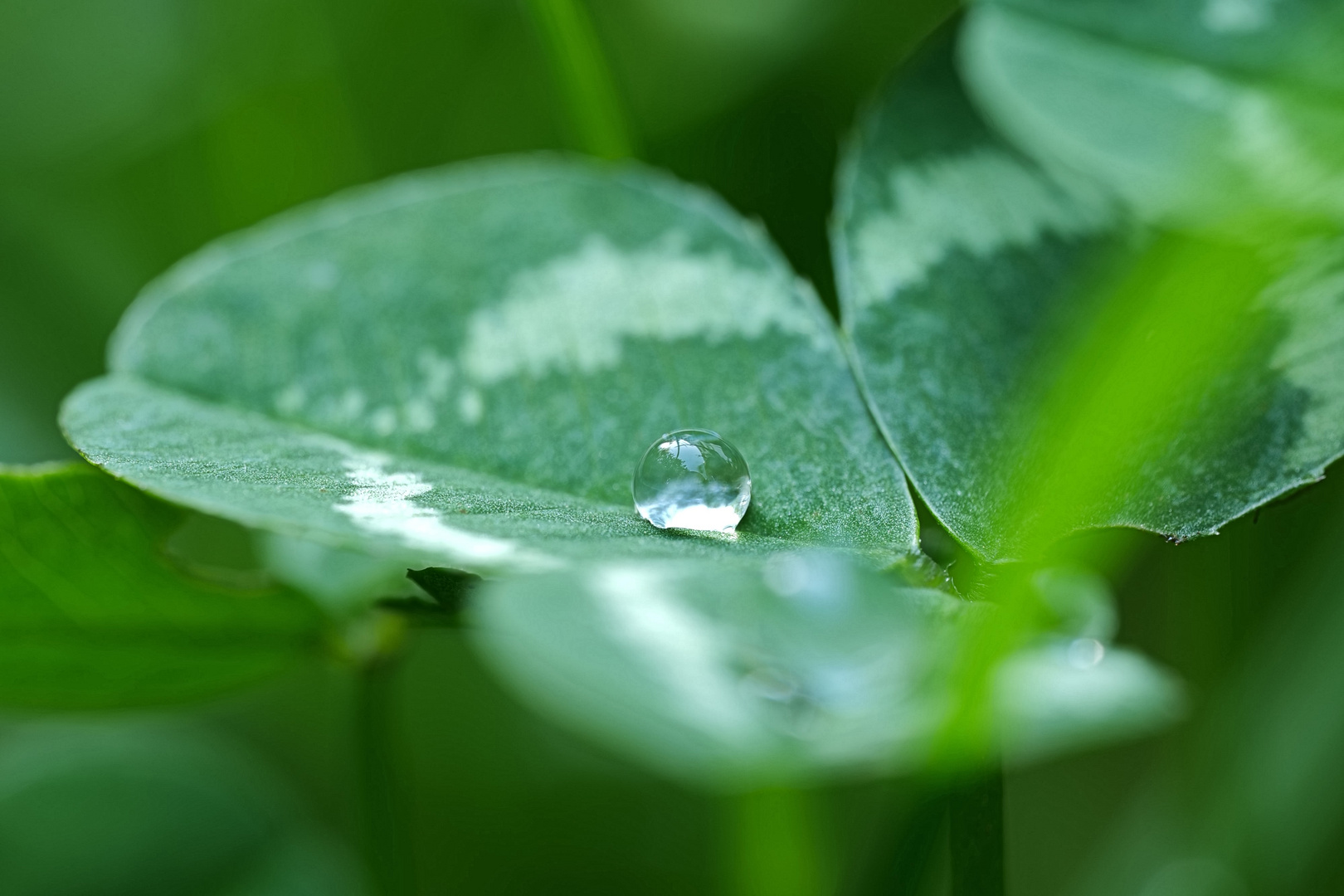 Wassertropfen auf einem Weißklee