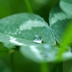 Wassertropfen auf einem Weißklee