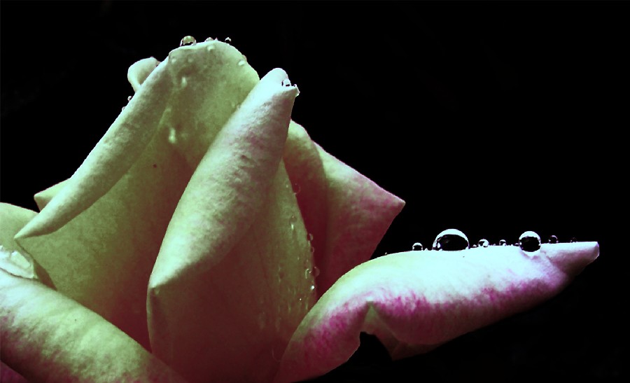 Wassertropfen auf einer Blüte