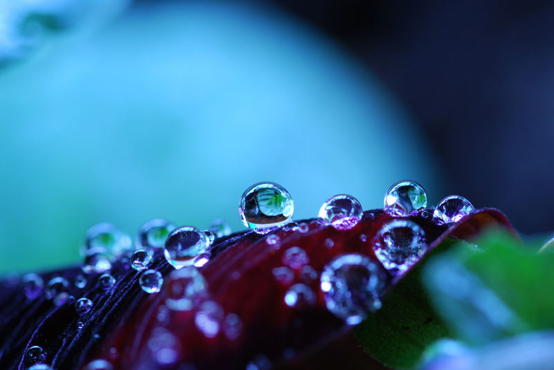 Wassertropfen auf einer Blüte