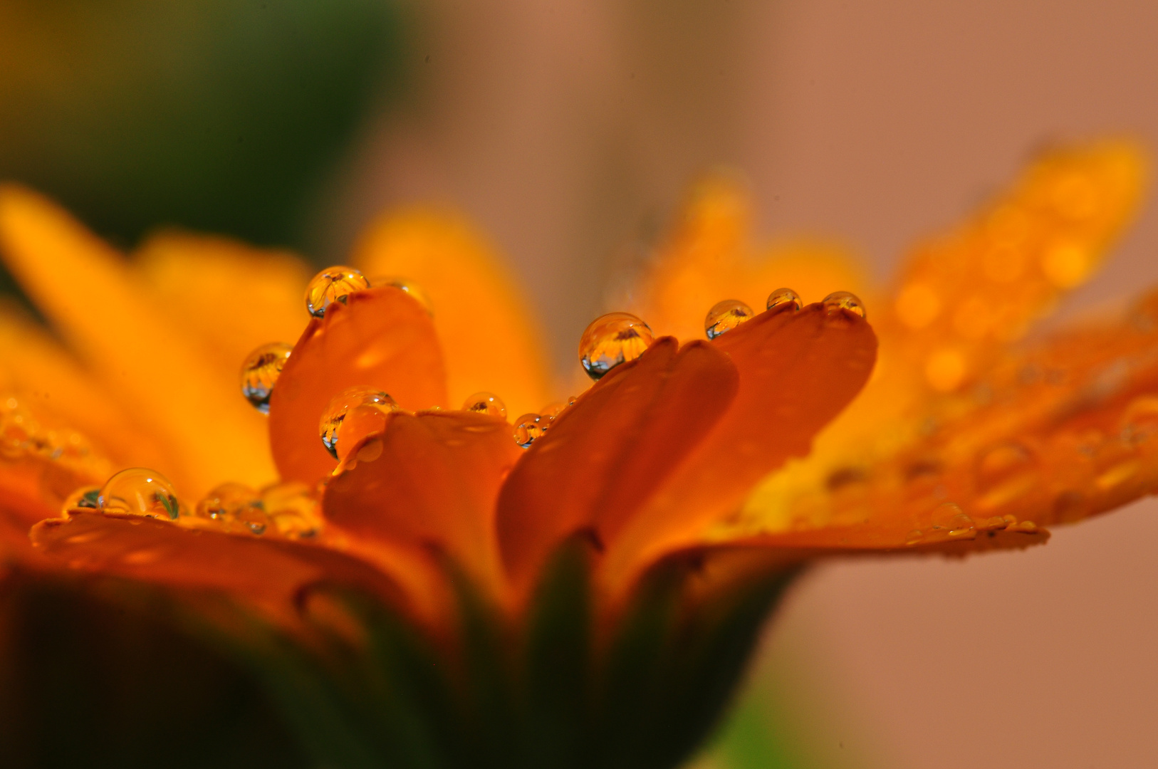 Wassertropfen auf einer Blume