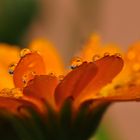 Wassertropfen auf einer Blume