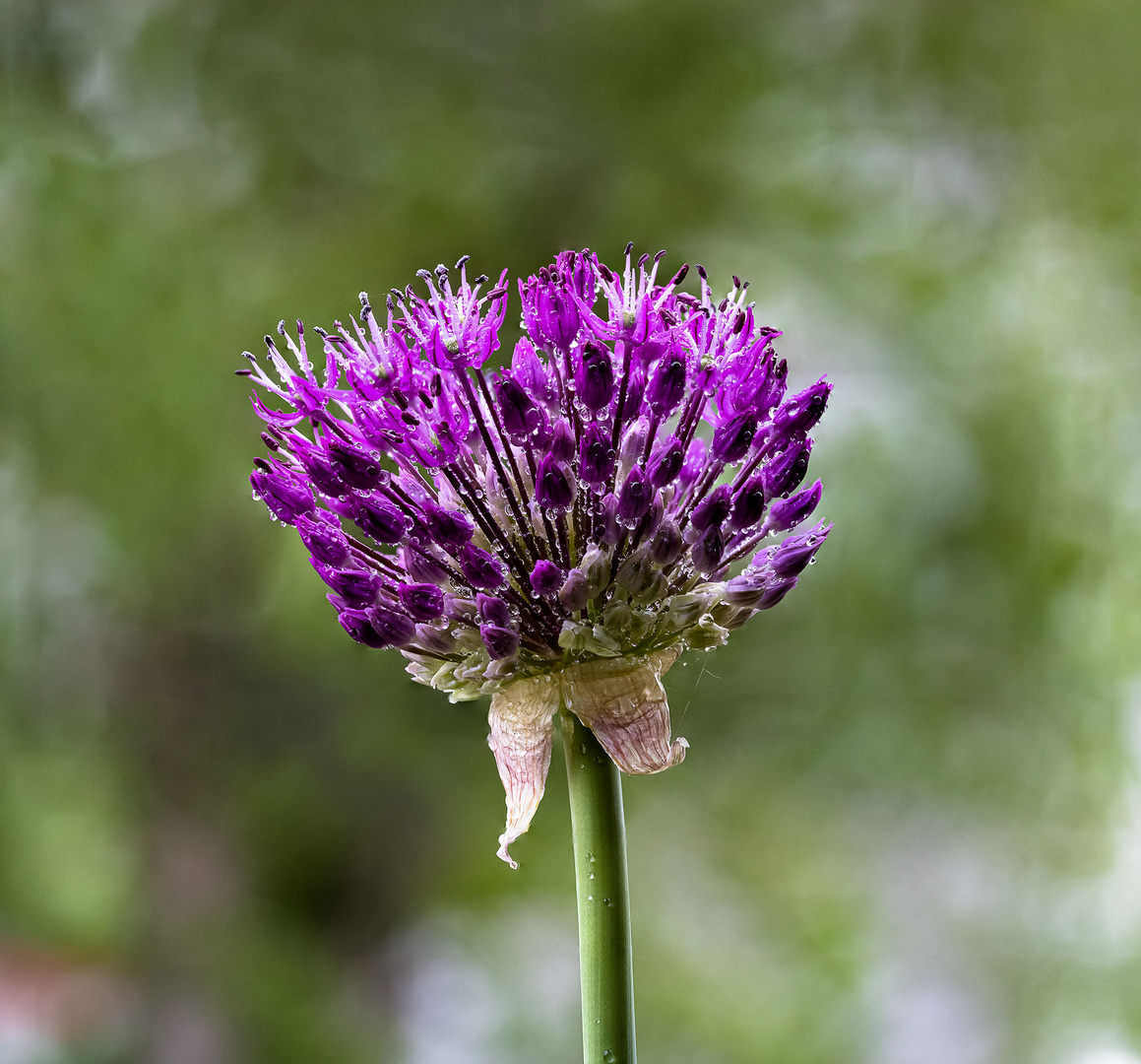 Wassertropfen auf einer Blumenblüte