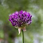 Wassertropfen auf einer Blumenblüte