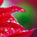 Wassertropfen auf einer Dahlienblüte