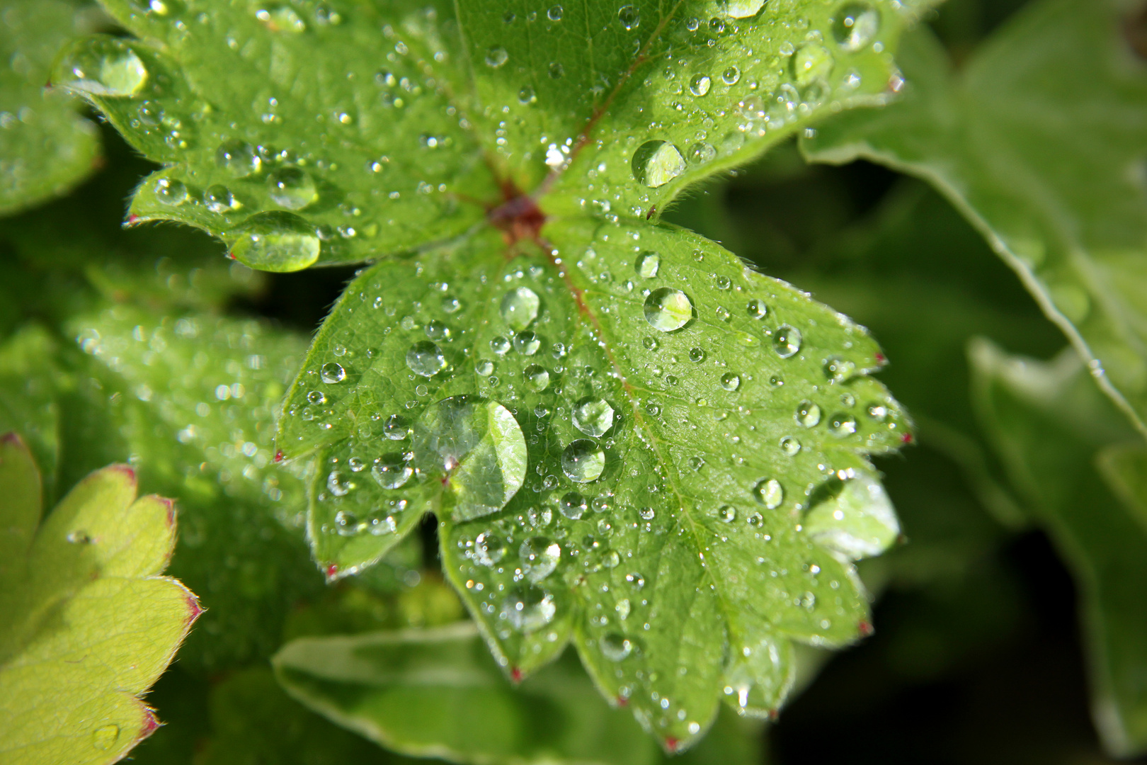 Wassertropfen auf einer Erdbeerpflanze